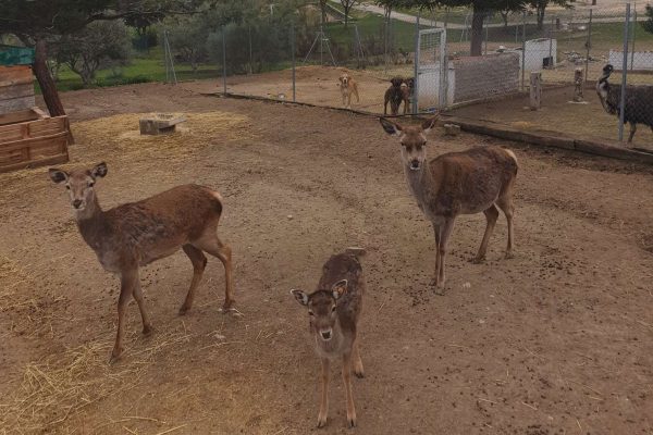 syt-rural2-ecocamp-finca-20261018-16